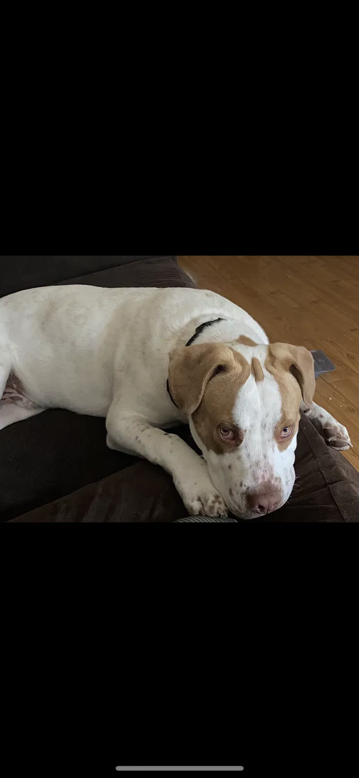 Lost dog in Rocky Point, NC, 28457