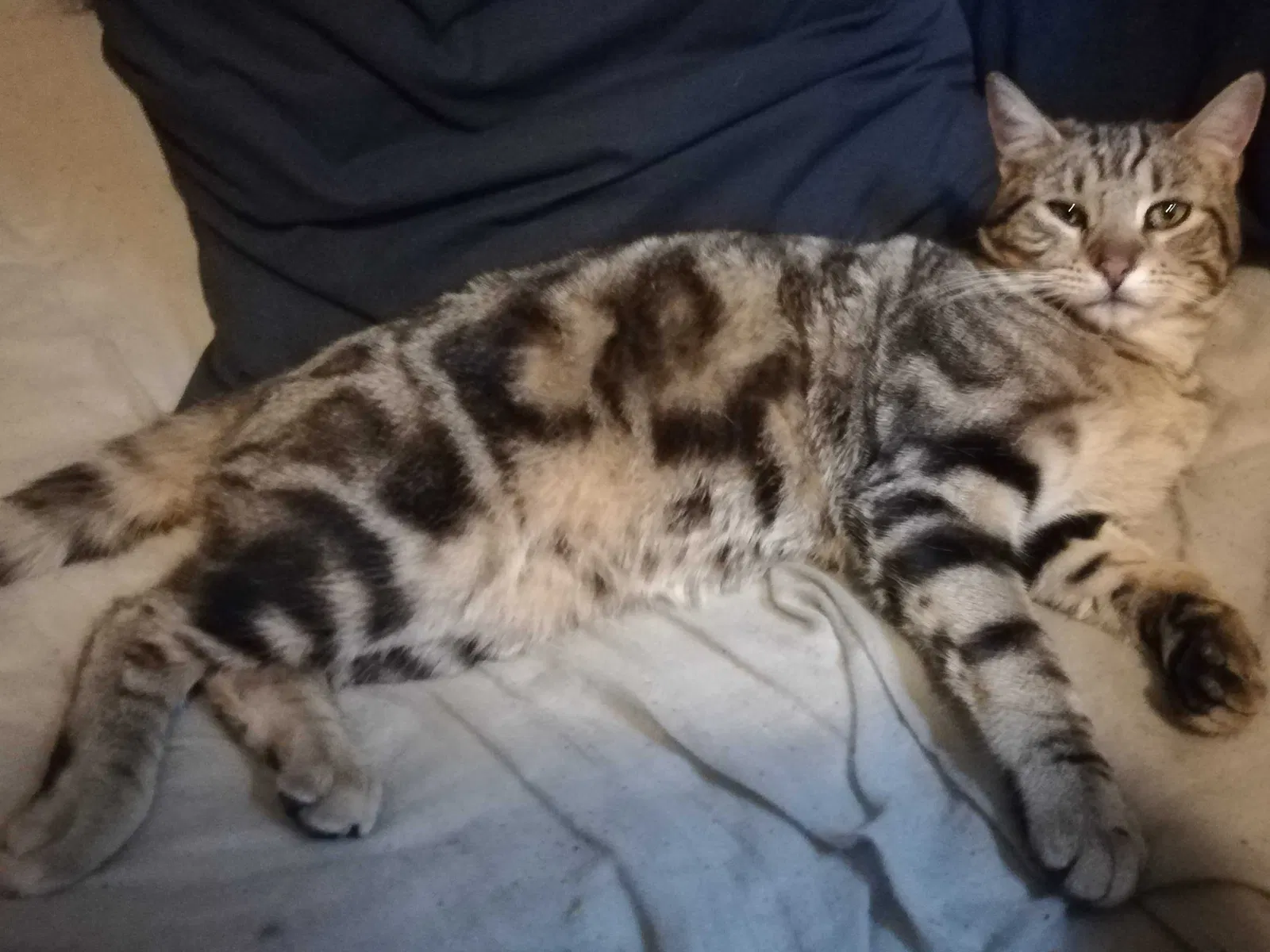 Lost cat in Denver, CO, 80220
