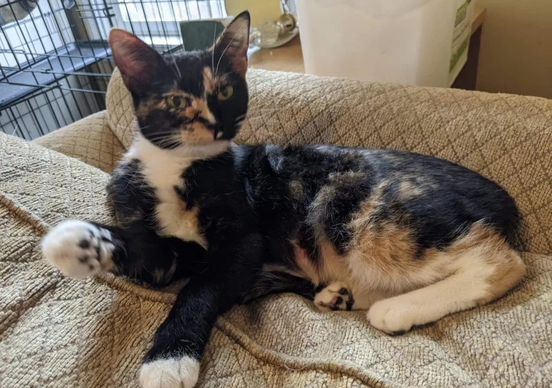 Lost cat in Pendleton, OR, 97801