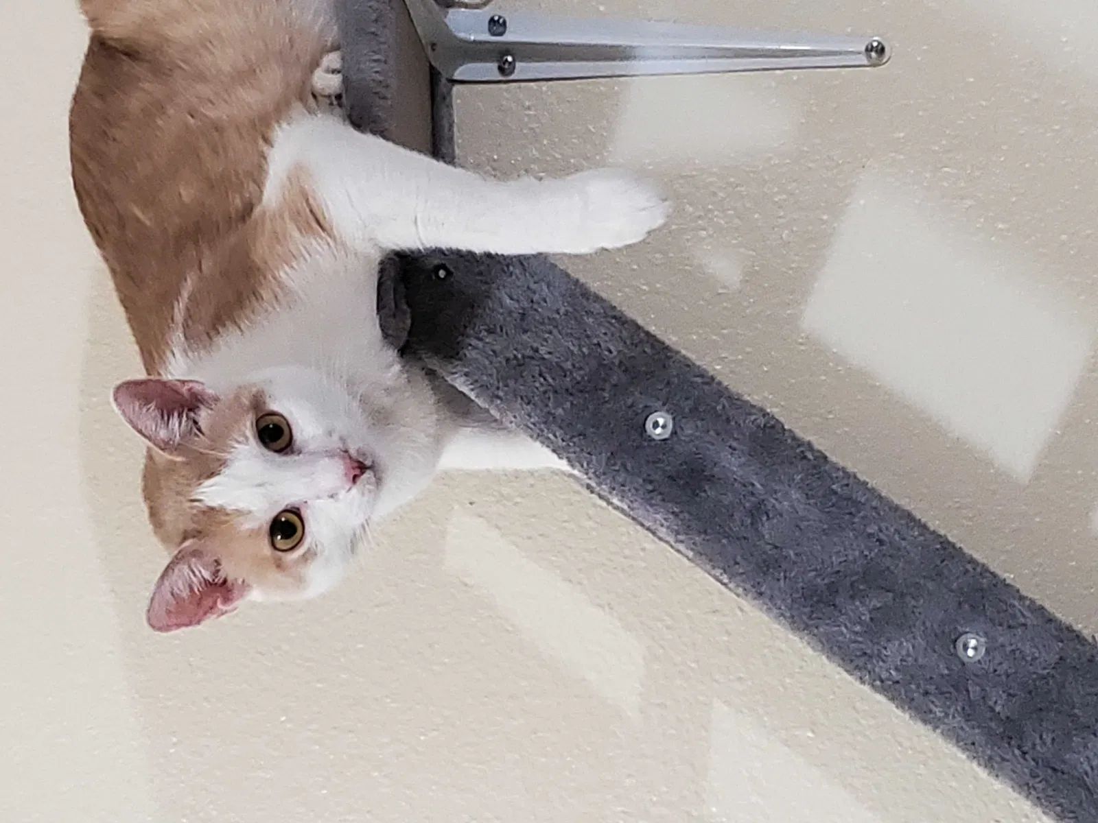Lost cat in Las Vegas, NV, 89120