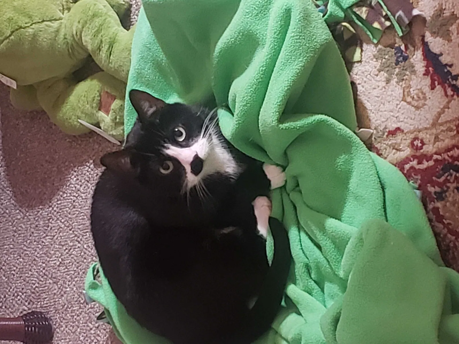 Lost cat in Lancaster, OH, 43130
