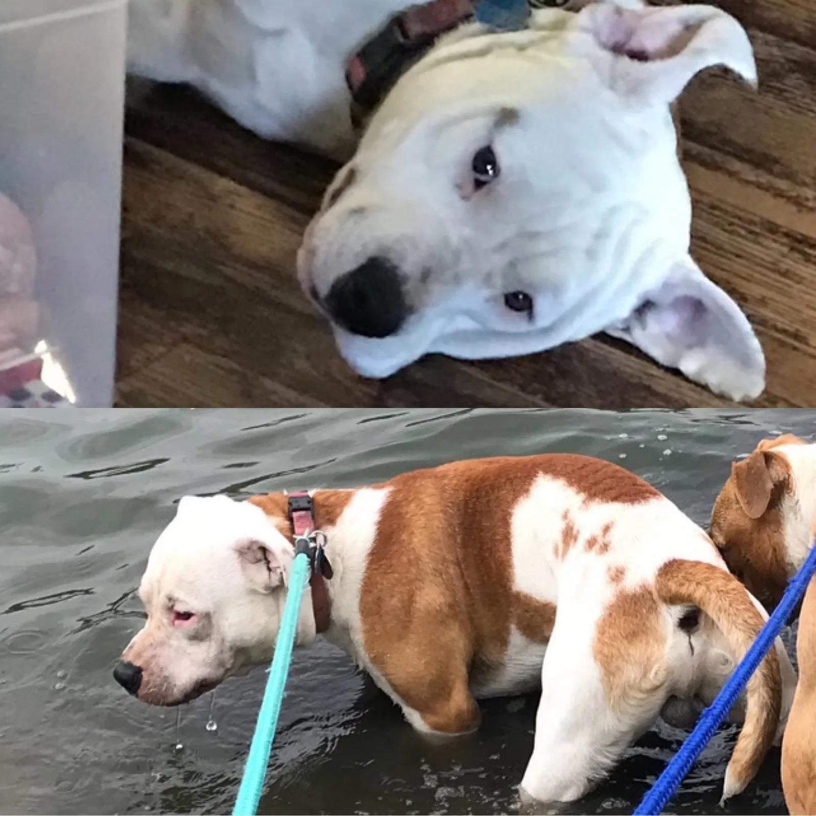 Lost dog in Indianapolis, IN, 46219