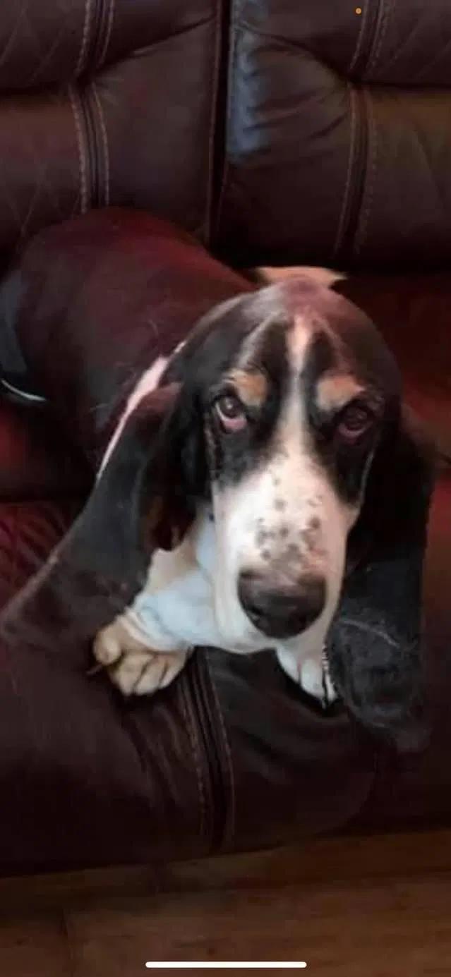 Lost dog in Kings Mountain, NC, 28086