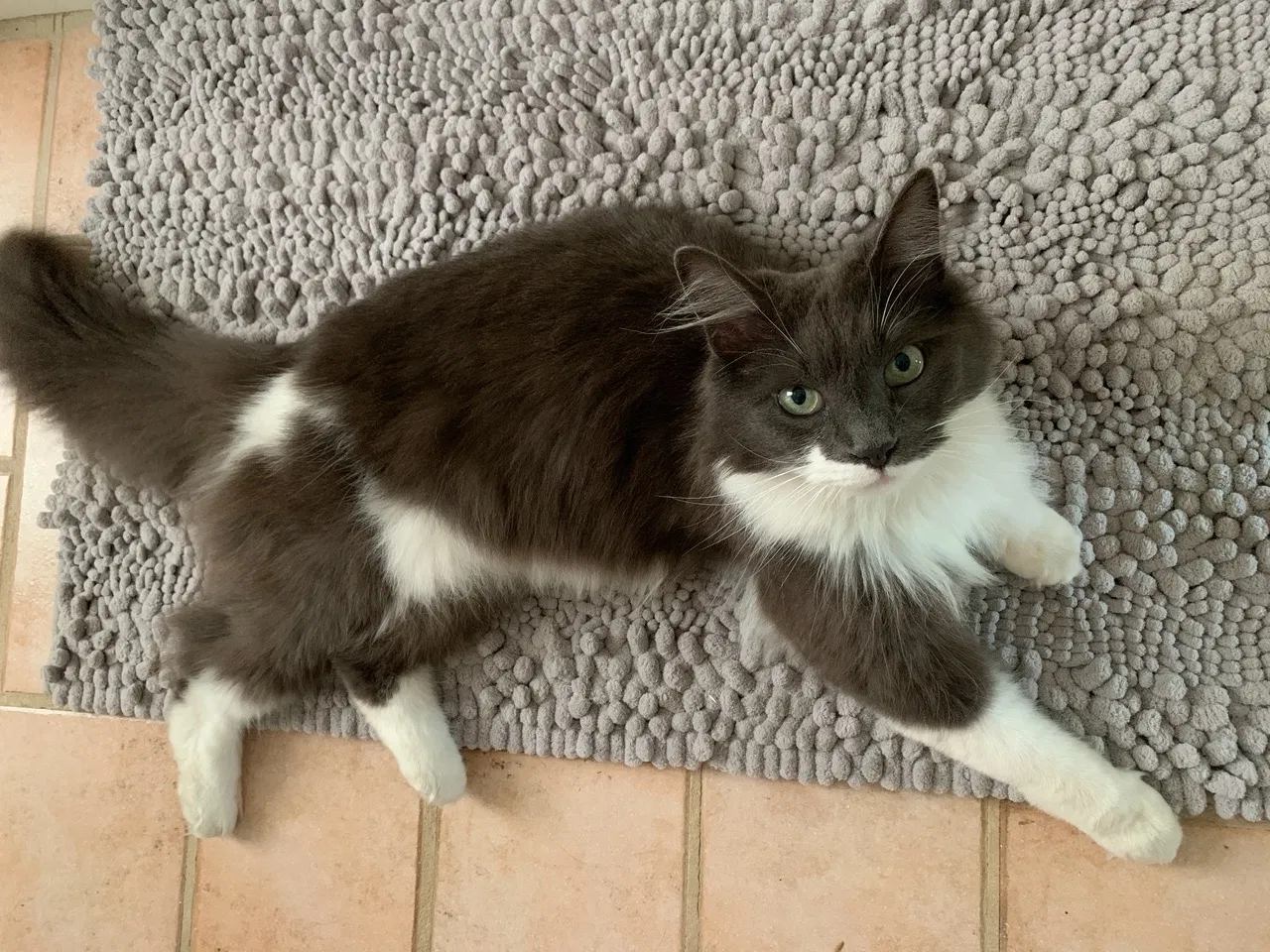 Lost cat in Hyde Park, MA, 2136