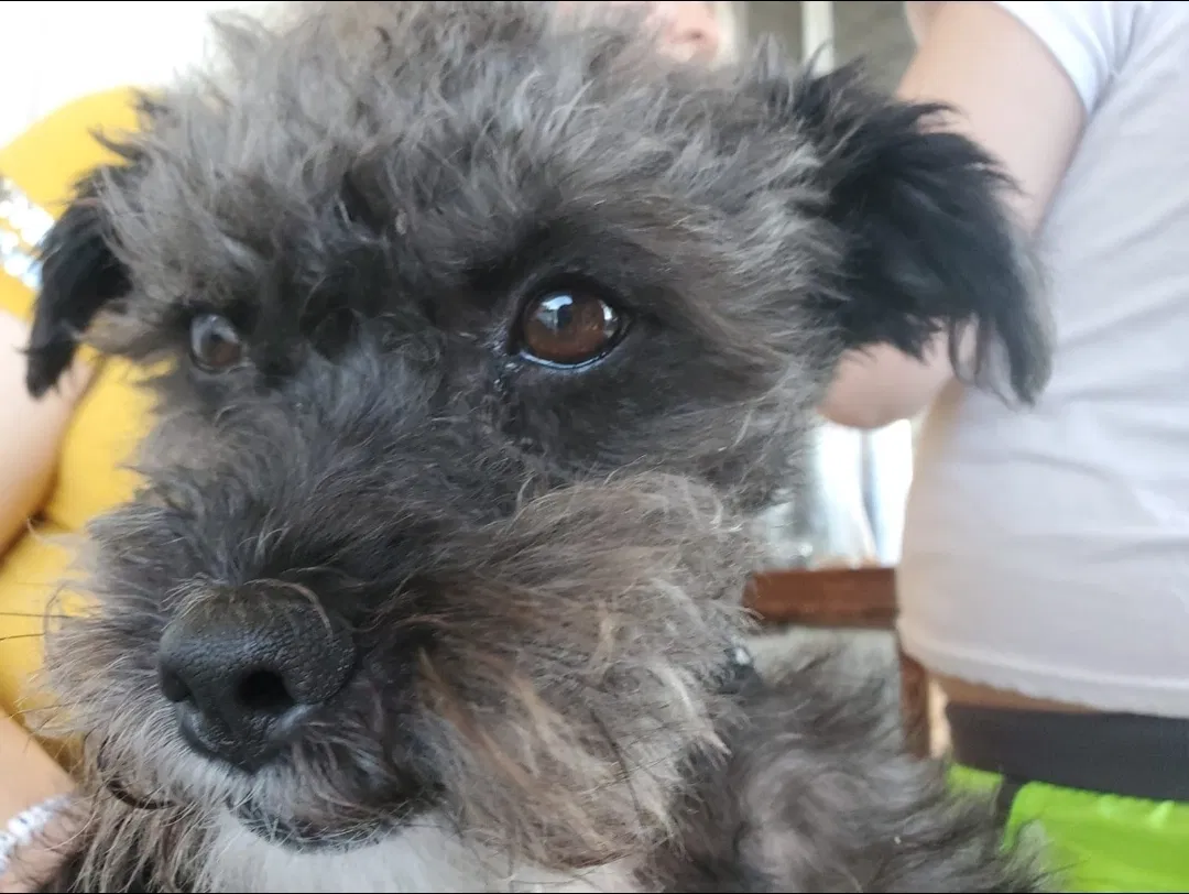 Lost dog in Lacey, WA, 98503