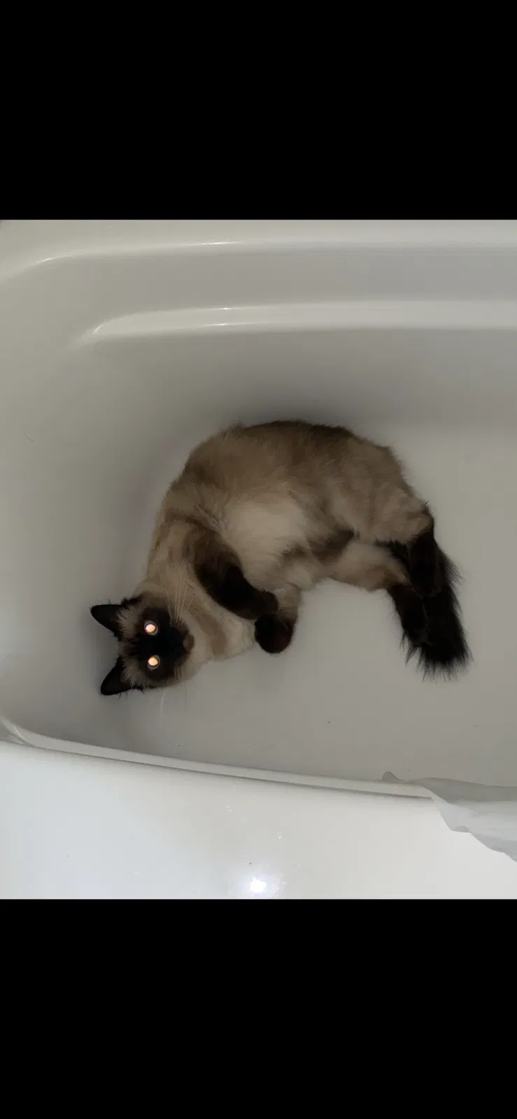 Lost cat in Saint Albans, WV, 25177