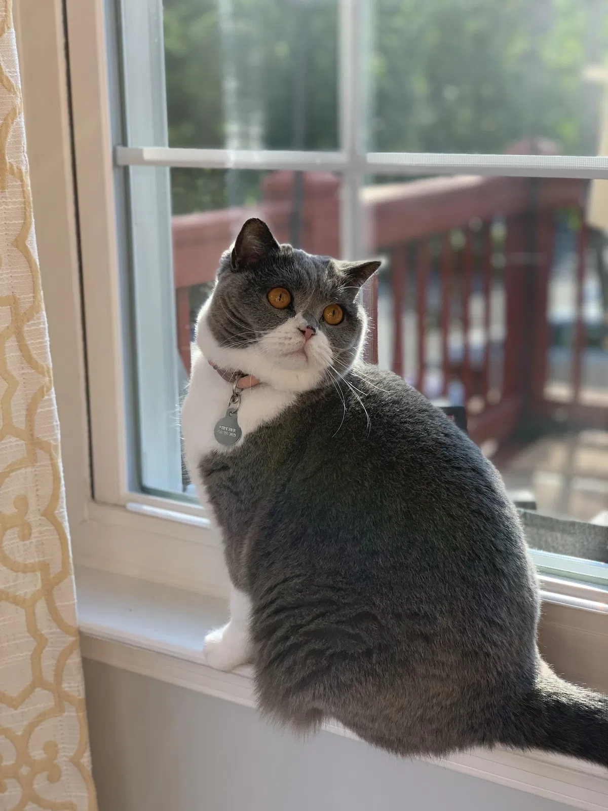 Lost cat in Alexandria, VA, 22315