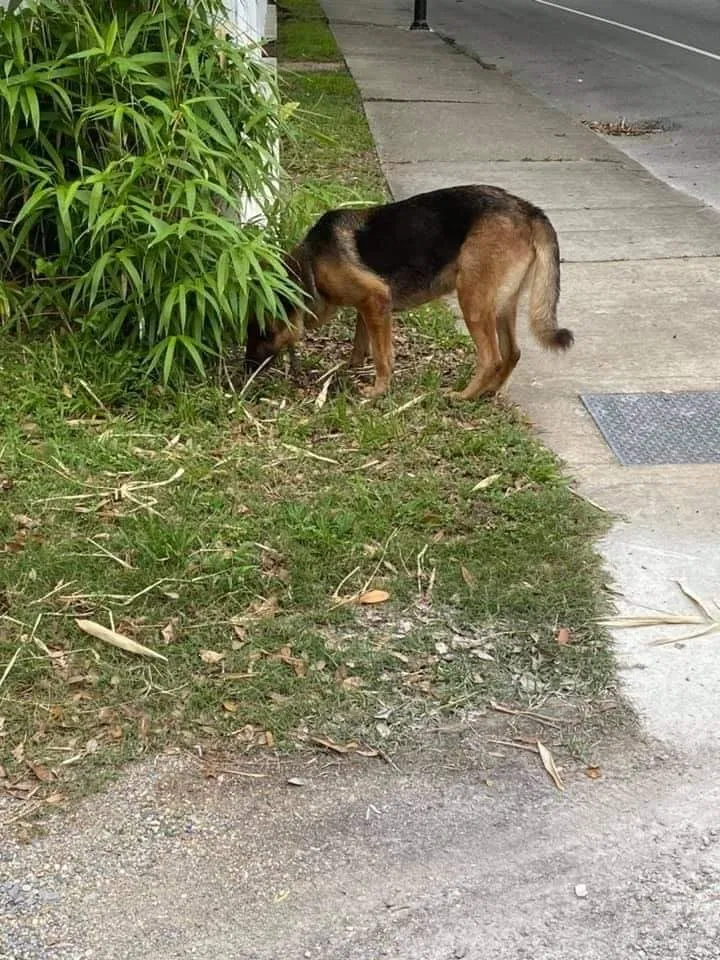 Lost dog in New Iberia, LA, 70560