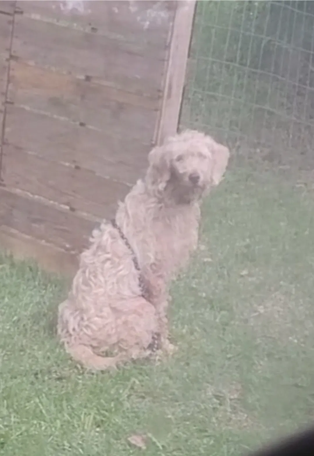 Lost dog in Randleman, NC, 27317