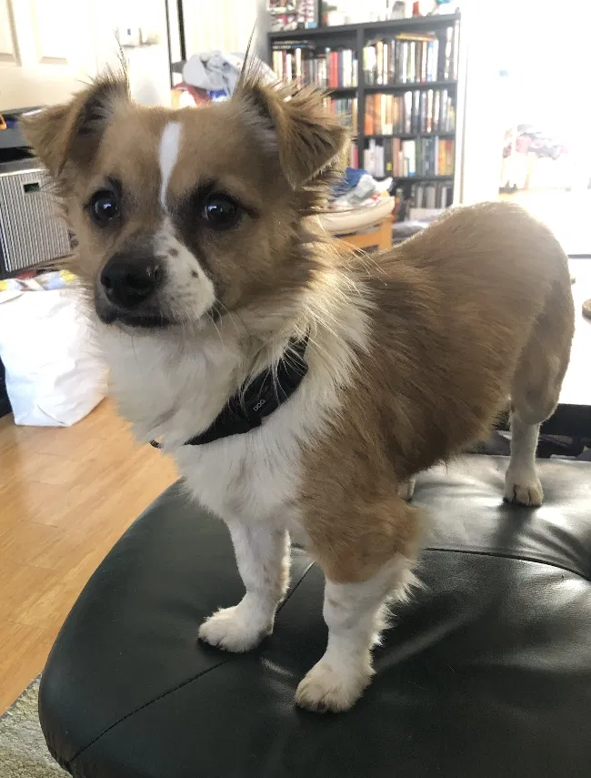 Lost dog in Granada Hills, CA, 91344