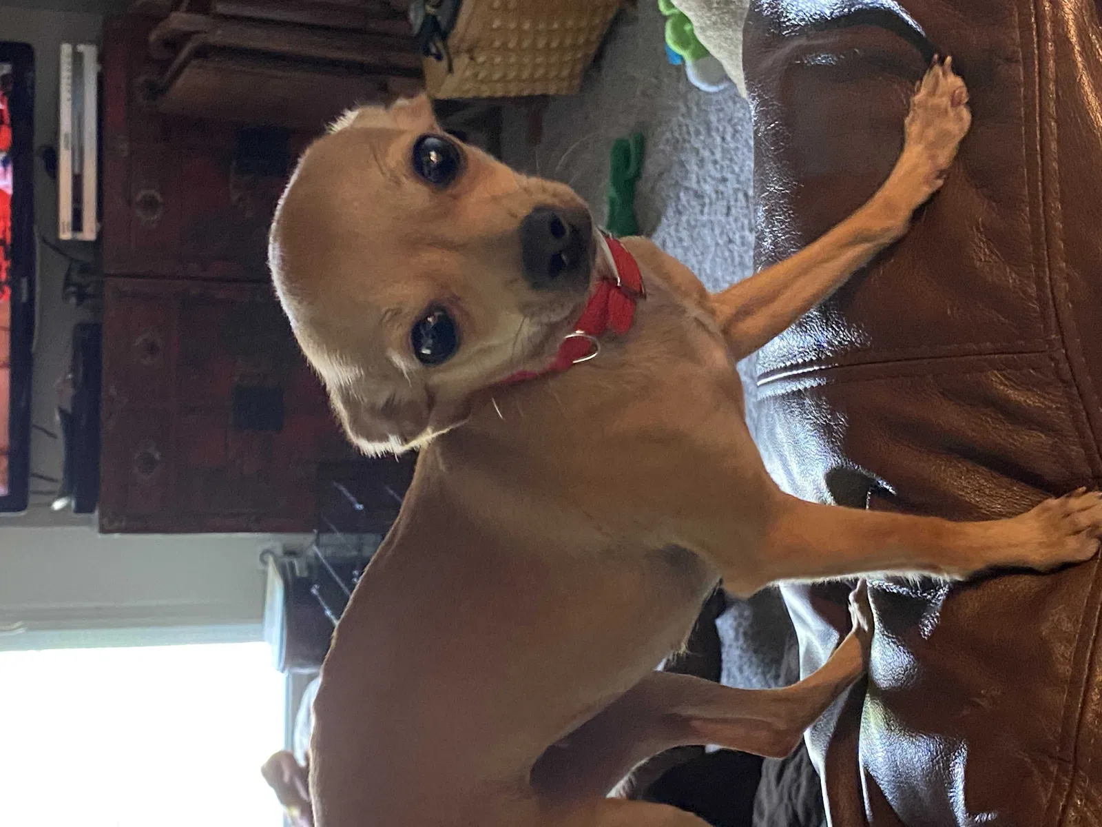 Lost dog in Austin, TX, 78741