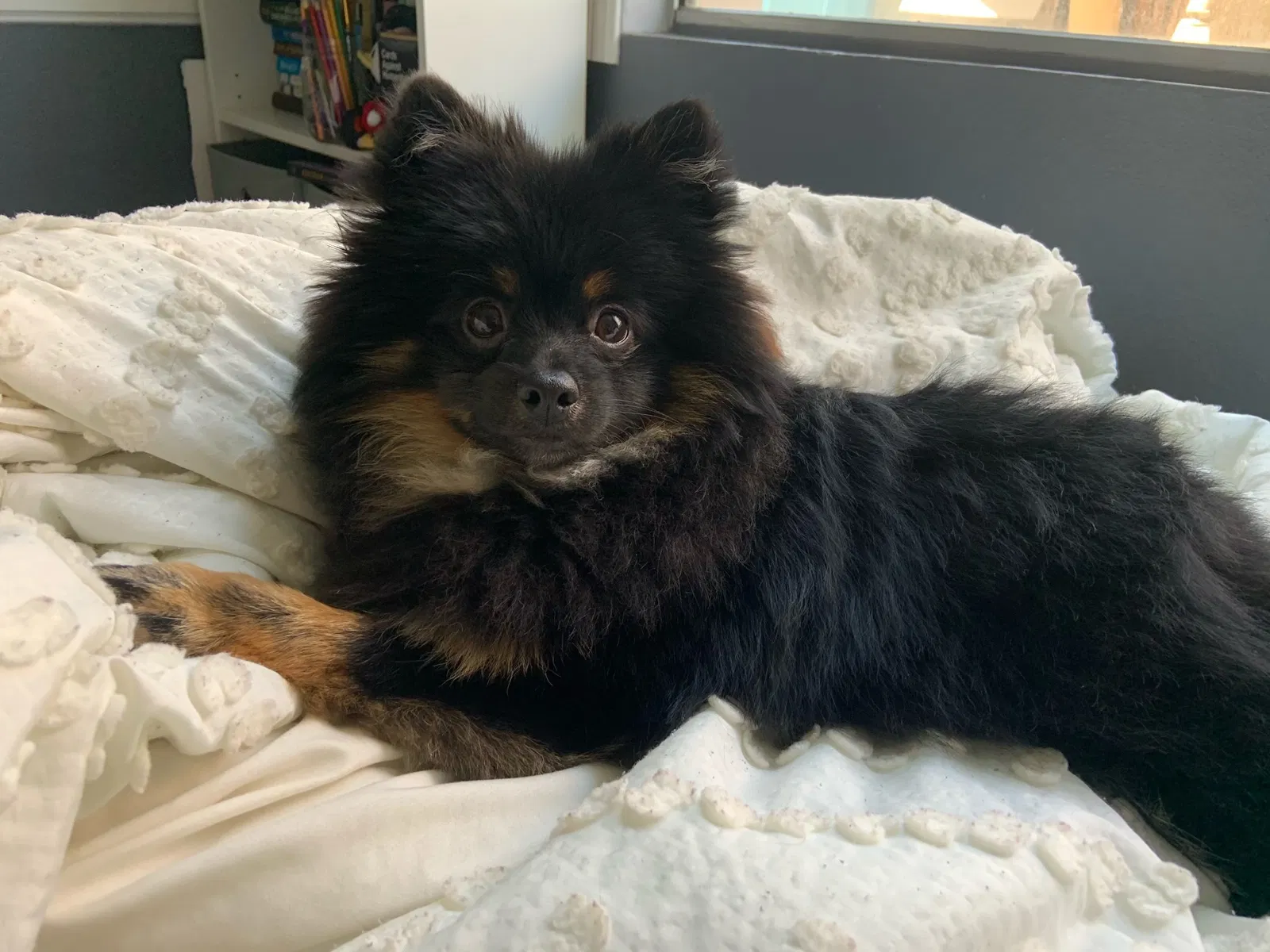 Lost dog in Oceanside, CA, 92057