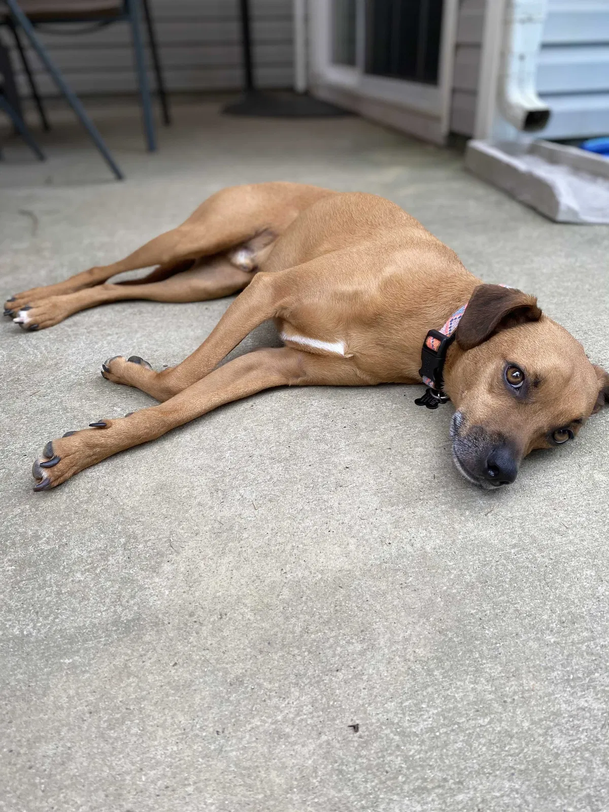 Lost dog in Monroe, NC, 28110