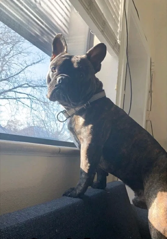 Lost dog in Denver, CO, 80218