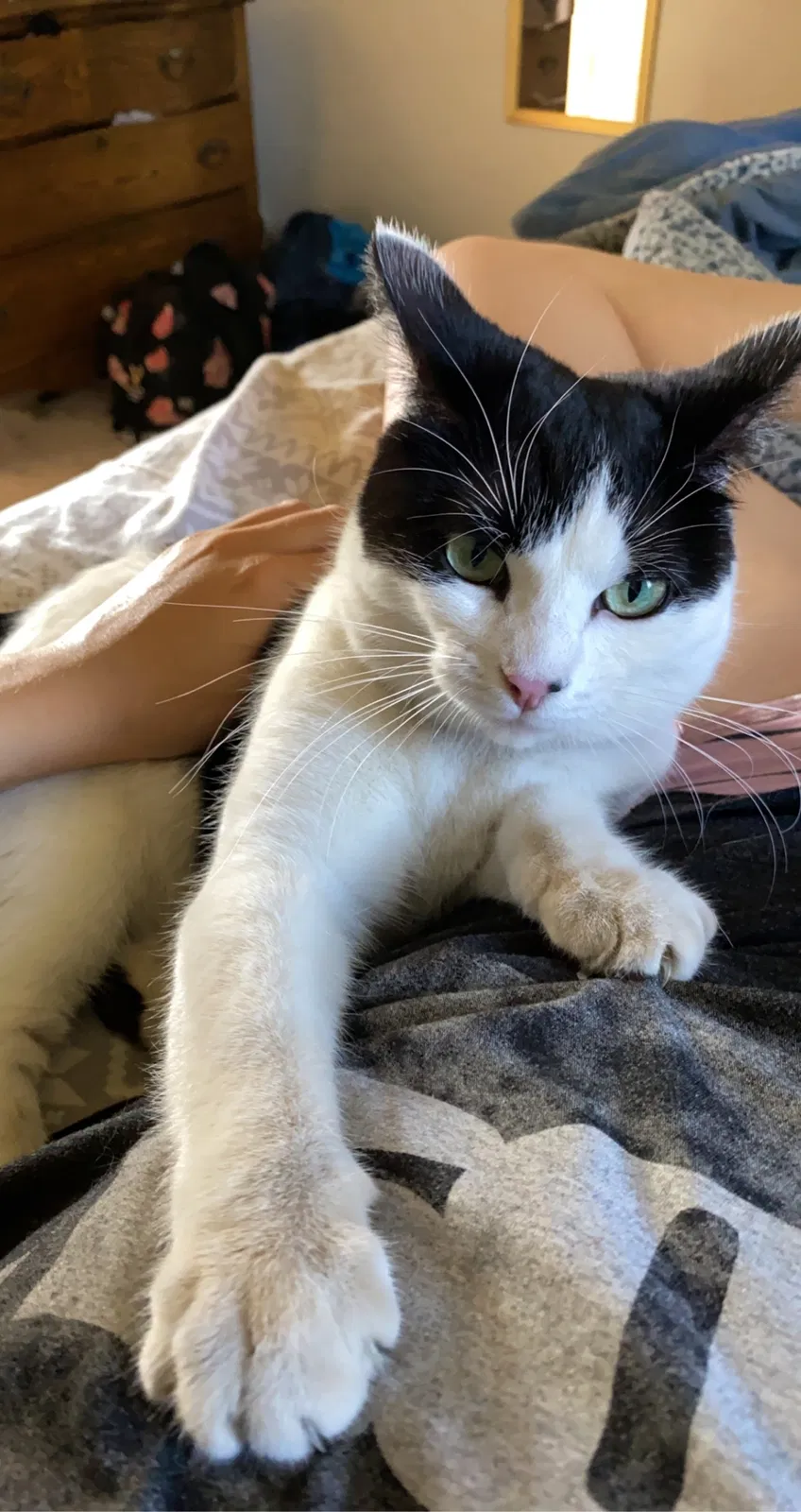 Lost cat in Spokane, WA, 99224