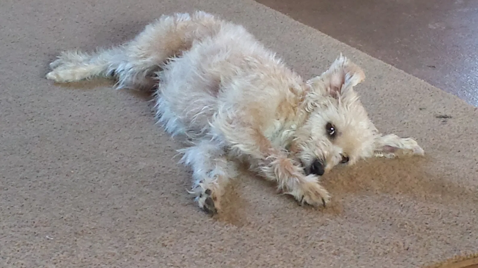 Lost dog in Sandwich, IL, 60548