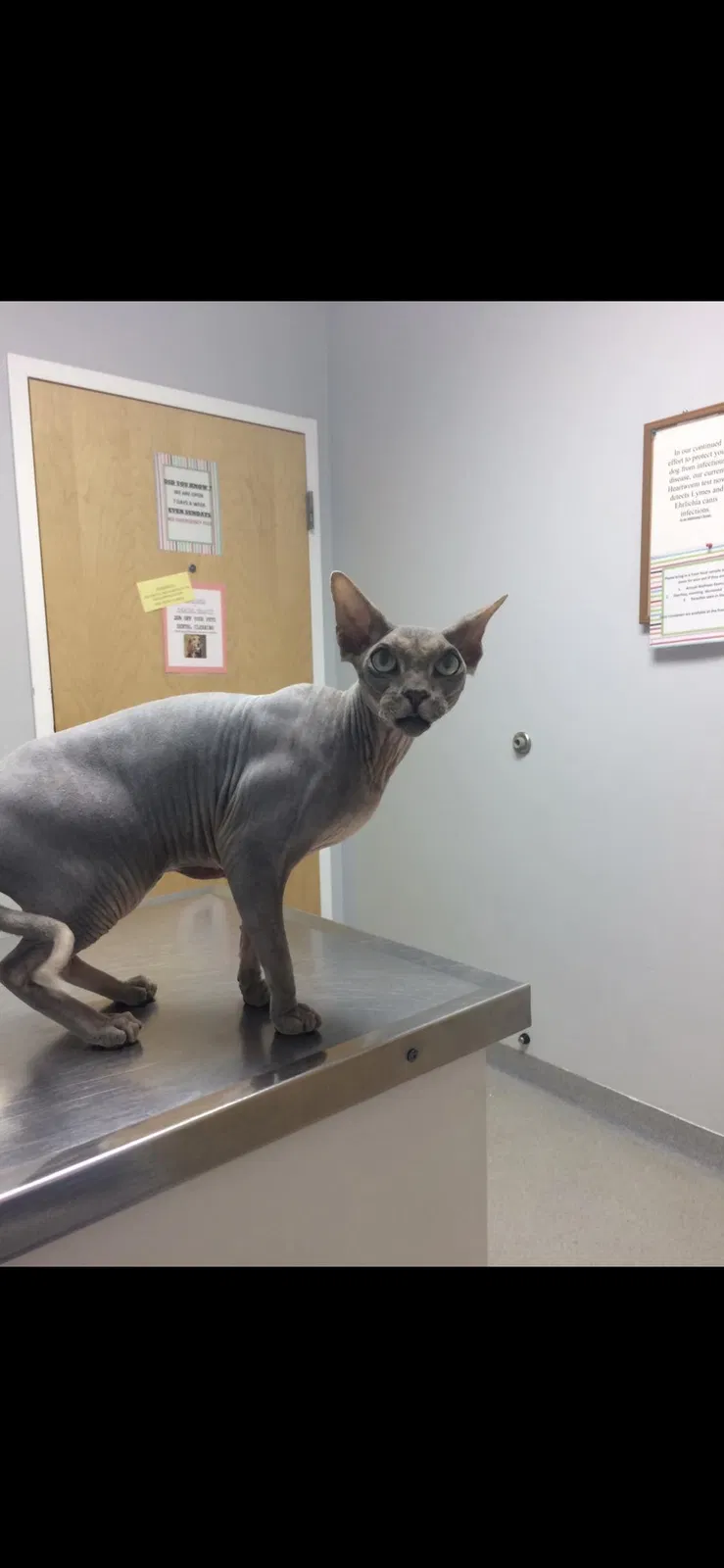 Lost cat in Vero Beach, FL, 32960