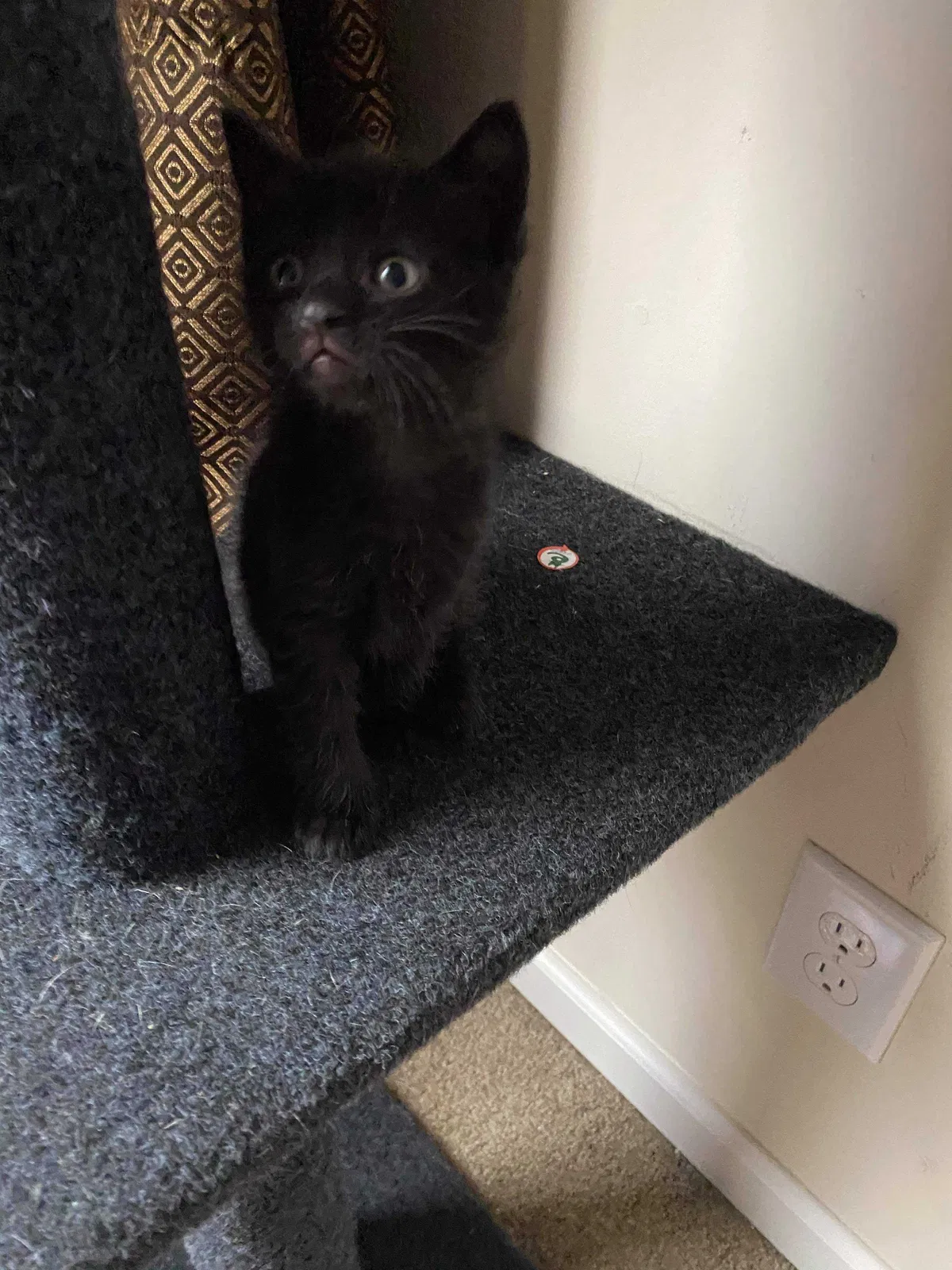 Lost cat in Whittier, NC, 28789