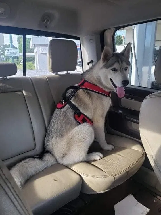 Lost dog in Mableton, GA, 30126