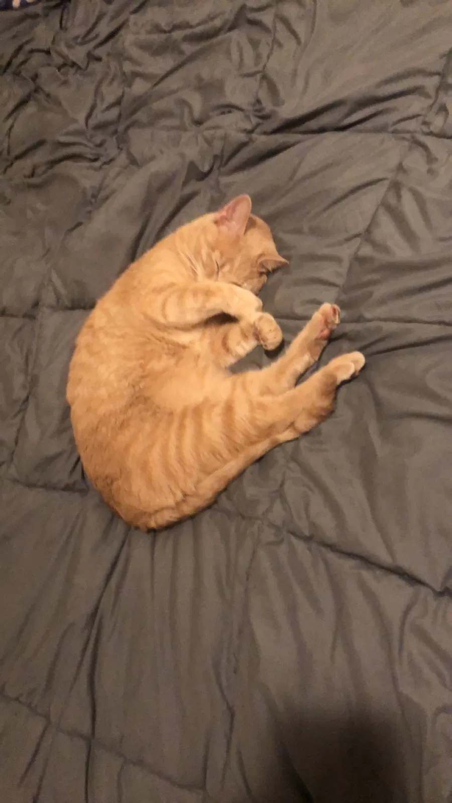 Lost cat in Bremerton, WA, 98311