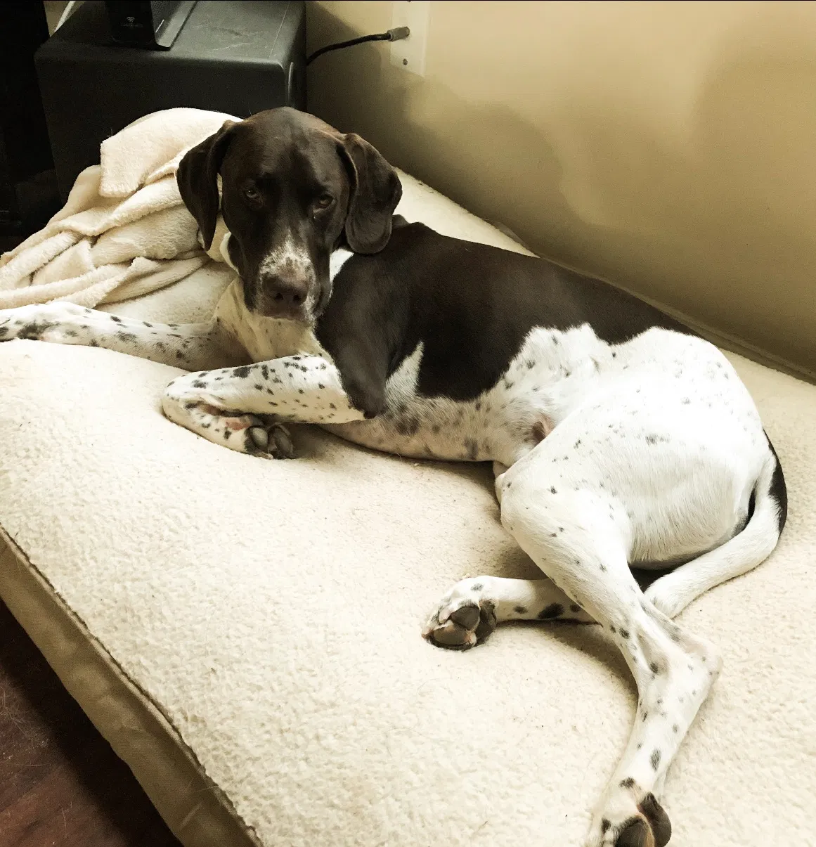 Lost dog in Mableton, GA, 30126