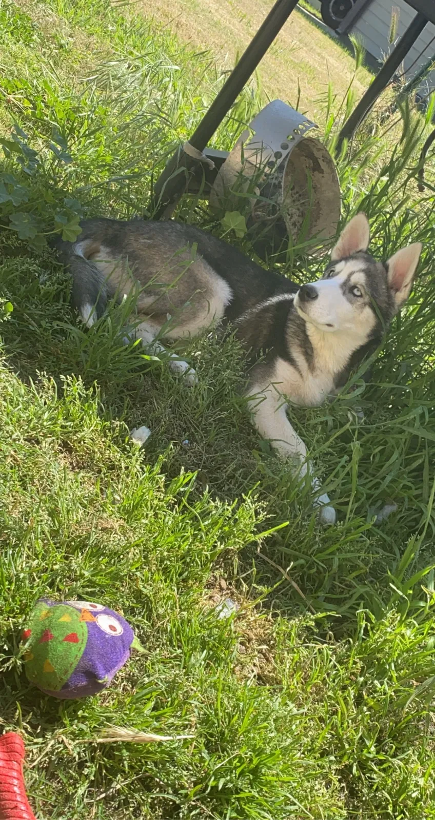 Lost dog in Modesto, CA, 95351