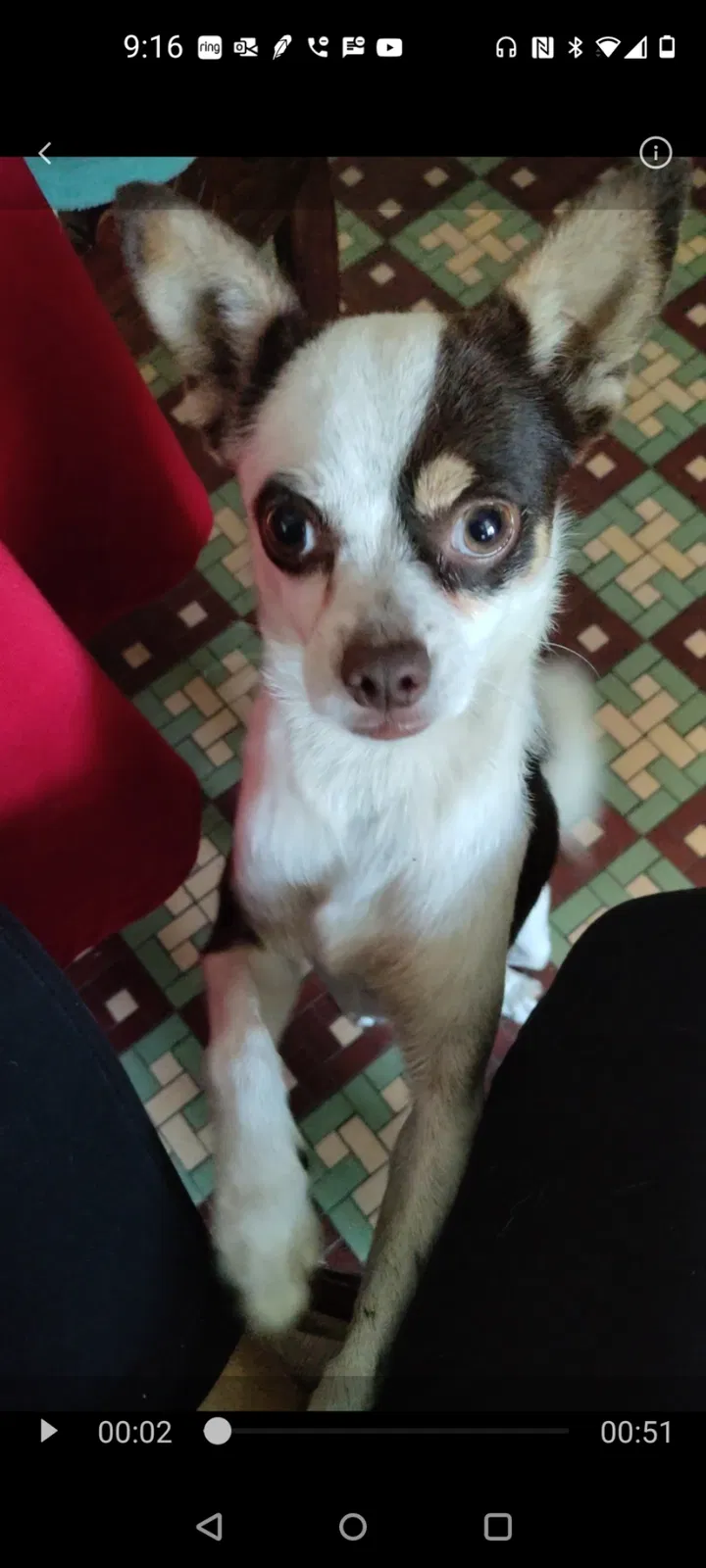Lost dog in Miami, FL, 33150