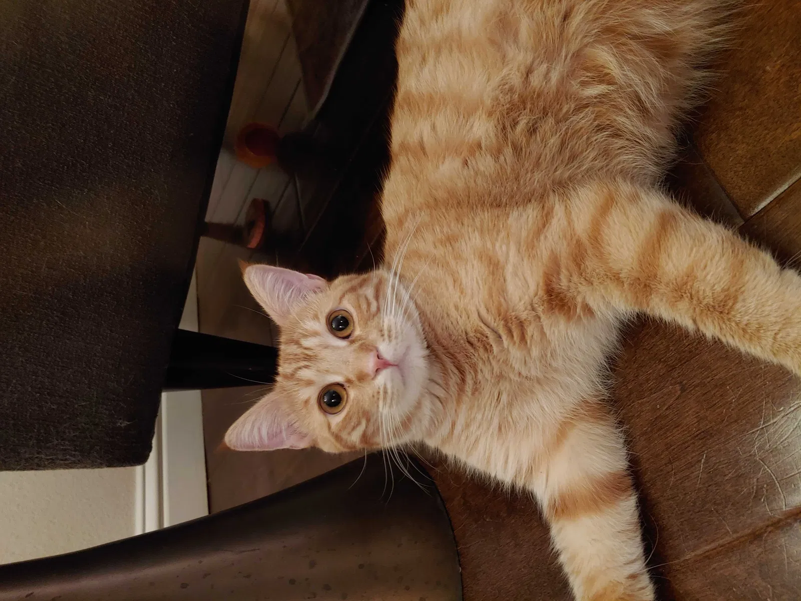 Lost cat in Orange, CA, 92869