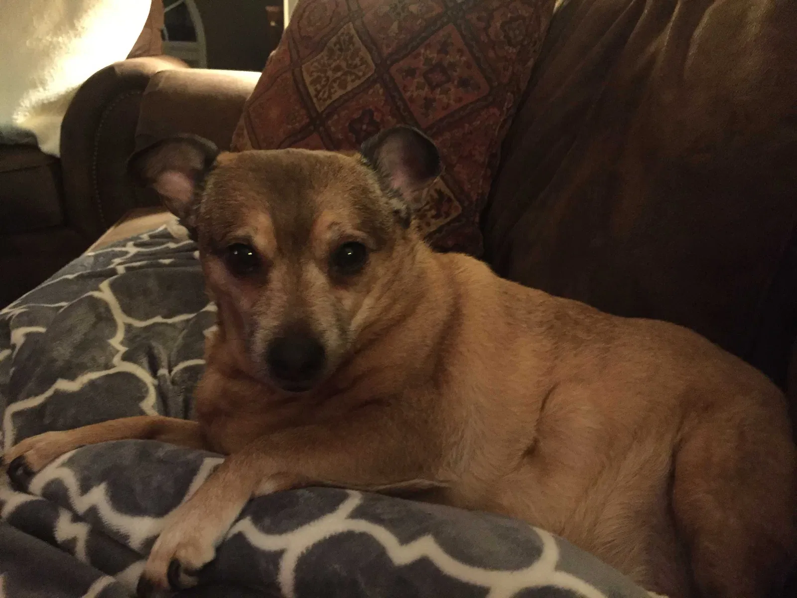 Lost dog in Winder, GA, 30680