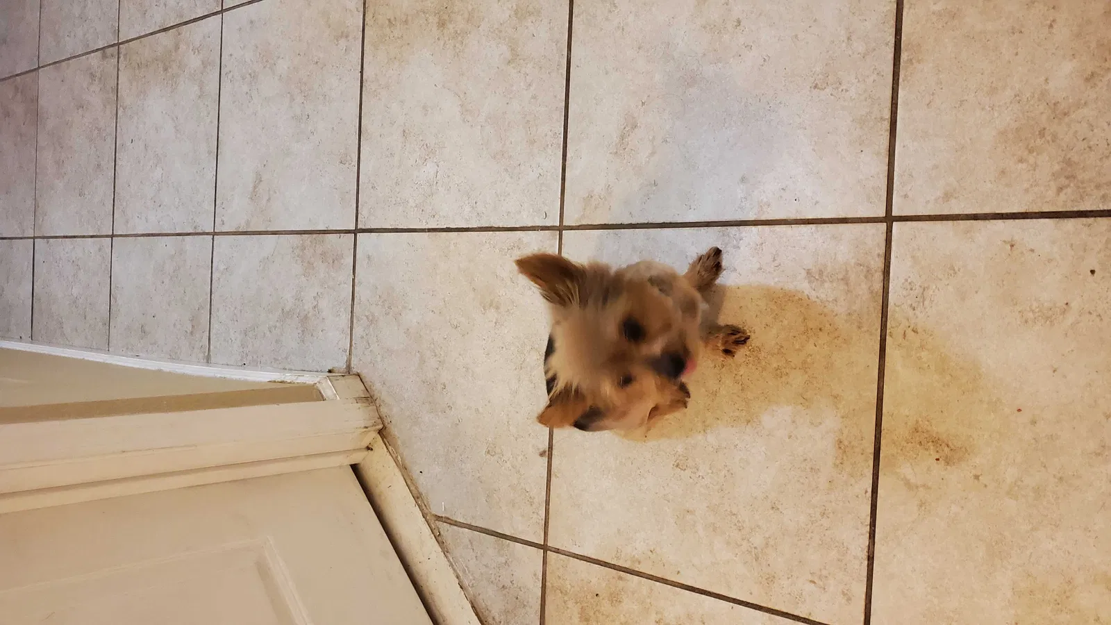Lost dog in Moreno Valley, CA, 92551