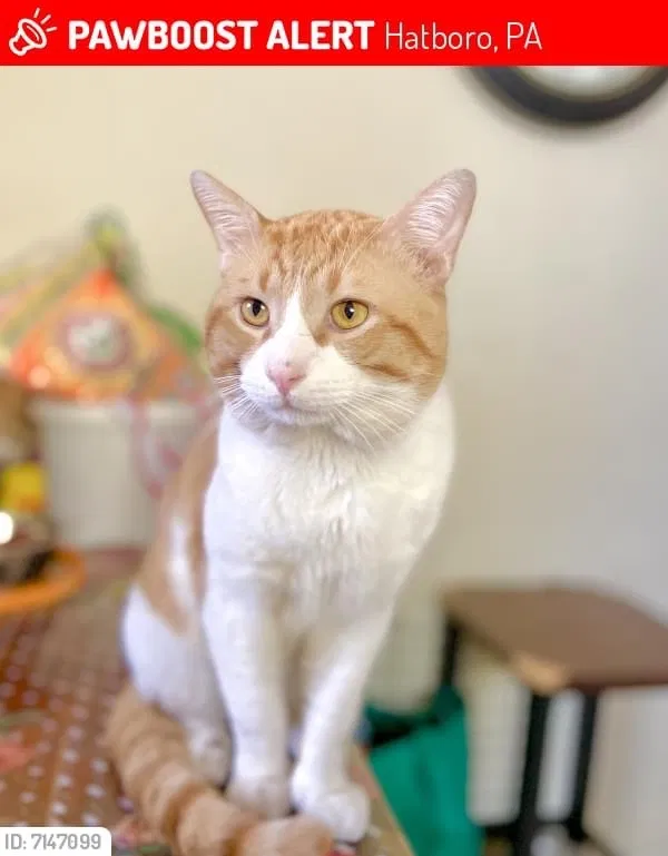 Lost cat in Hatboro, PA, 19040