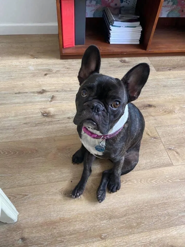 Lost dog in Fullerton, CA, 92833