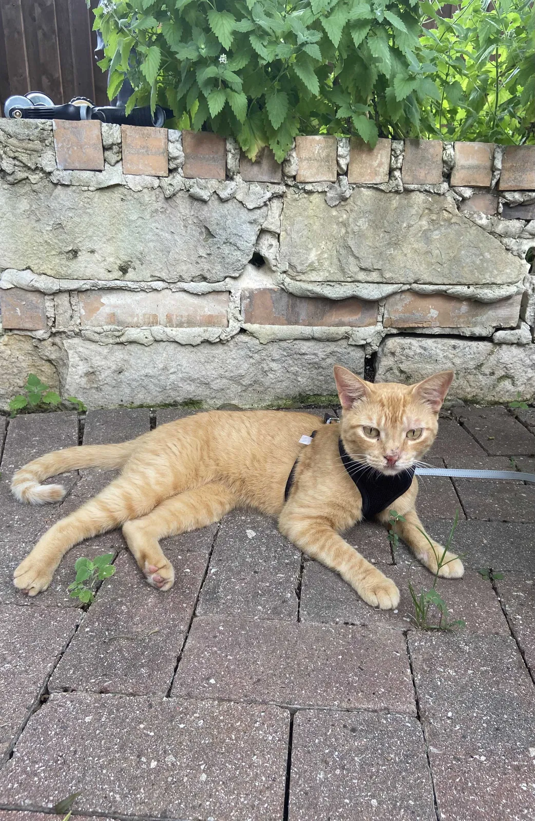 Lost cat in Grand Prairie, TX, 75052