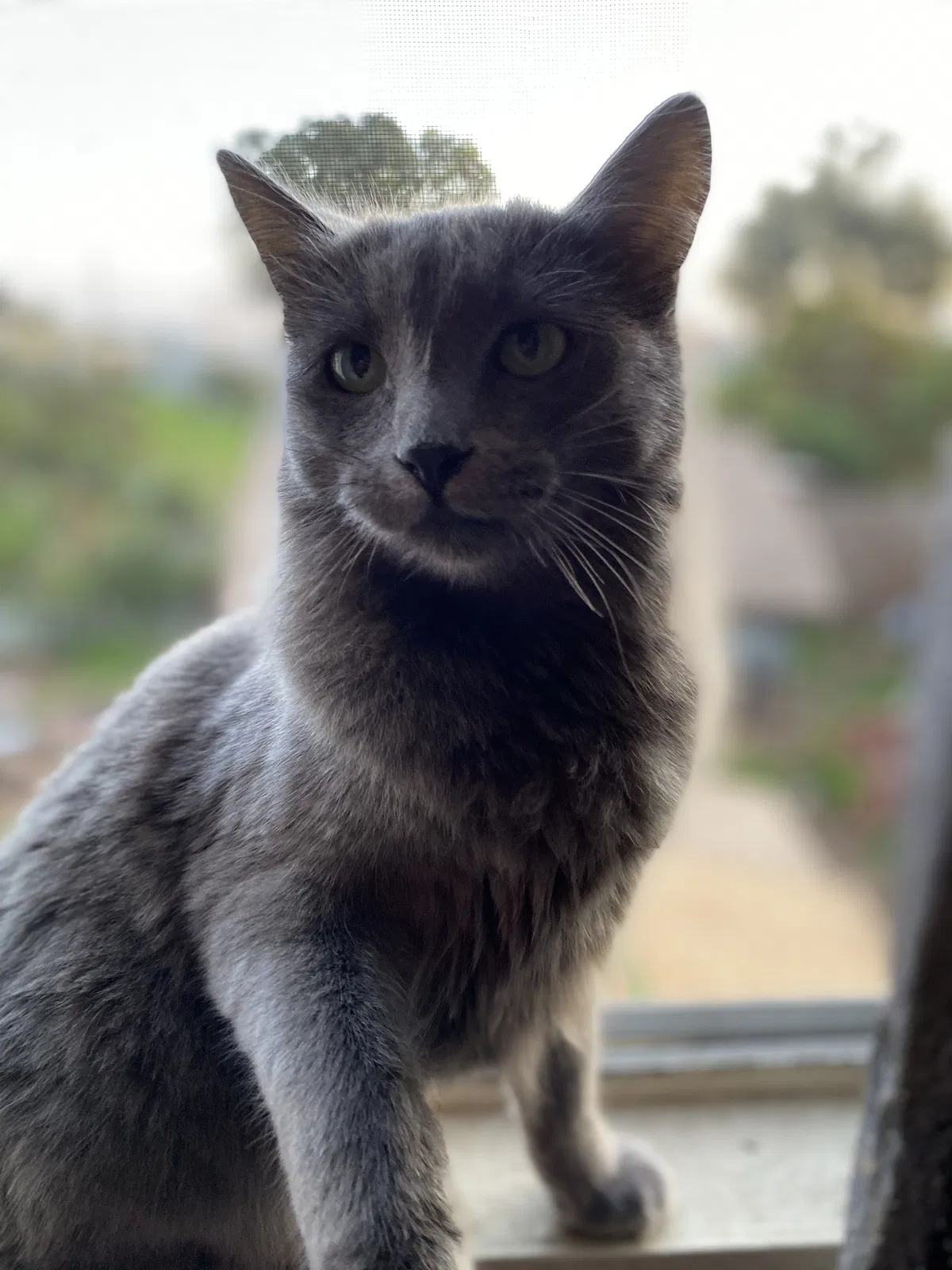 Lost cat in San Diego, CA, 92111
