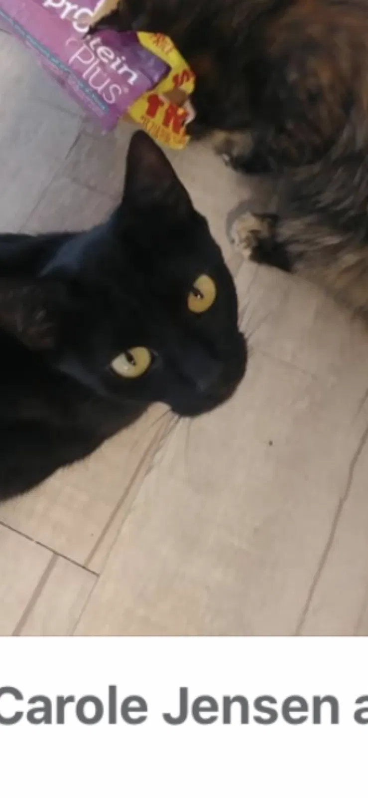 Lost cat in Hemet, CA, 92543