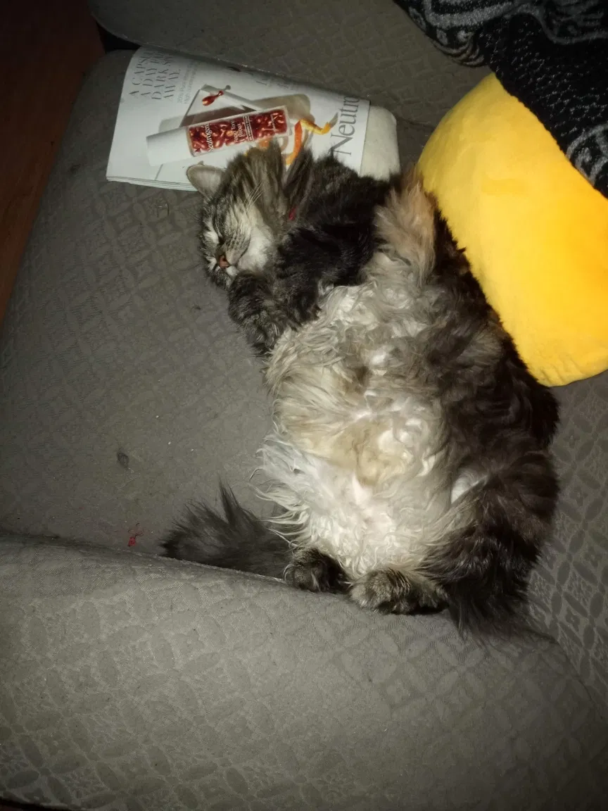 Lost cat in Van Nuys, CA, 91406