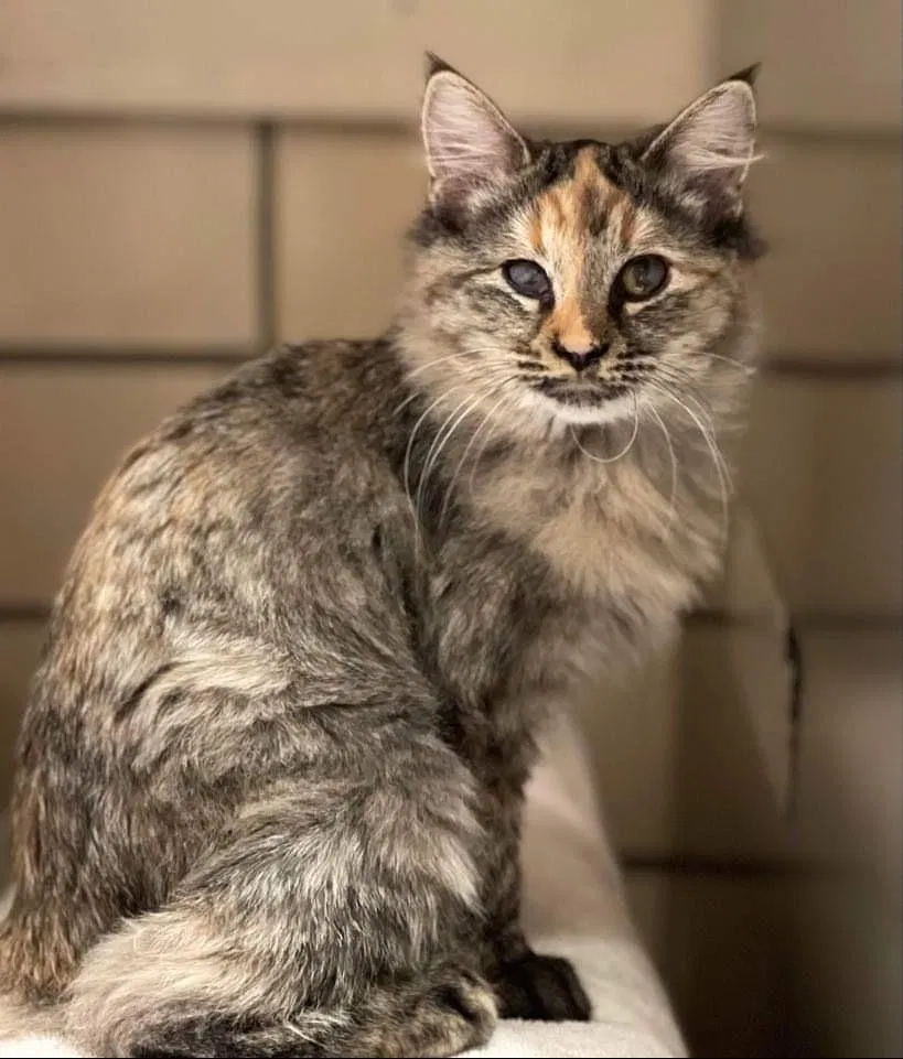 Lost cat in Pueblo, CO, 81005