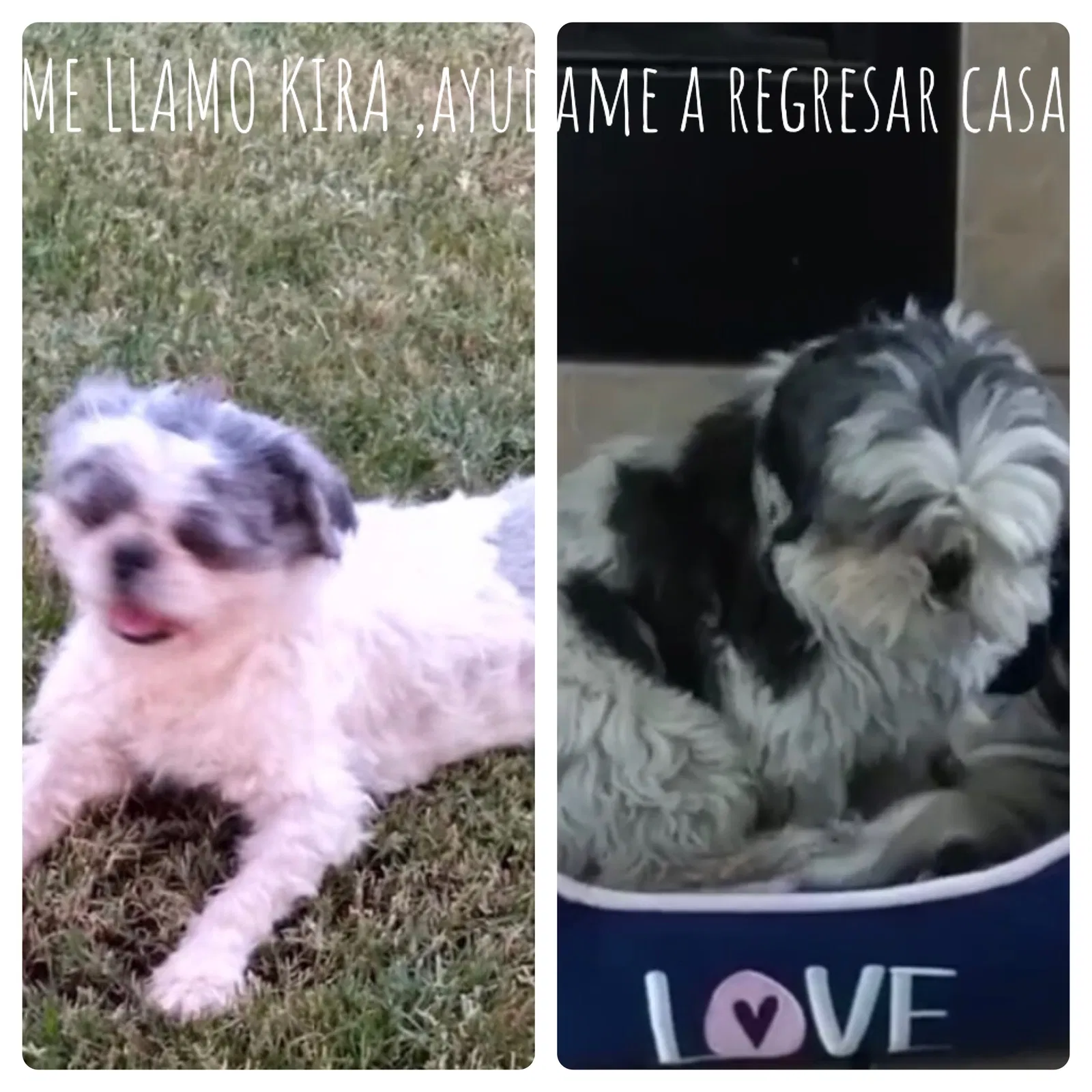 Lost dog in El Paso, TX, 79938