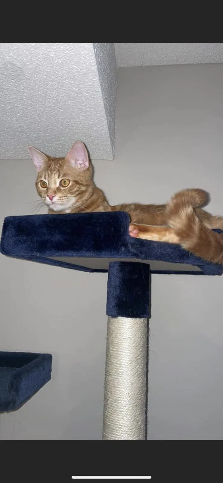 Lost cat in Nashua, NH, 3062