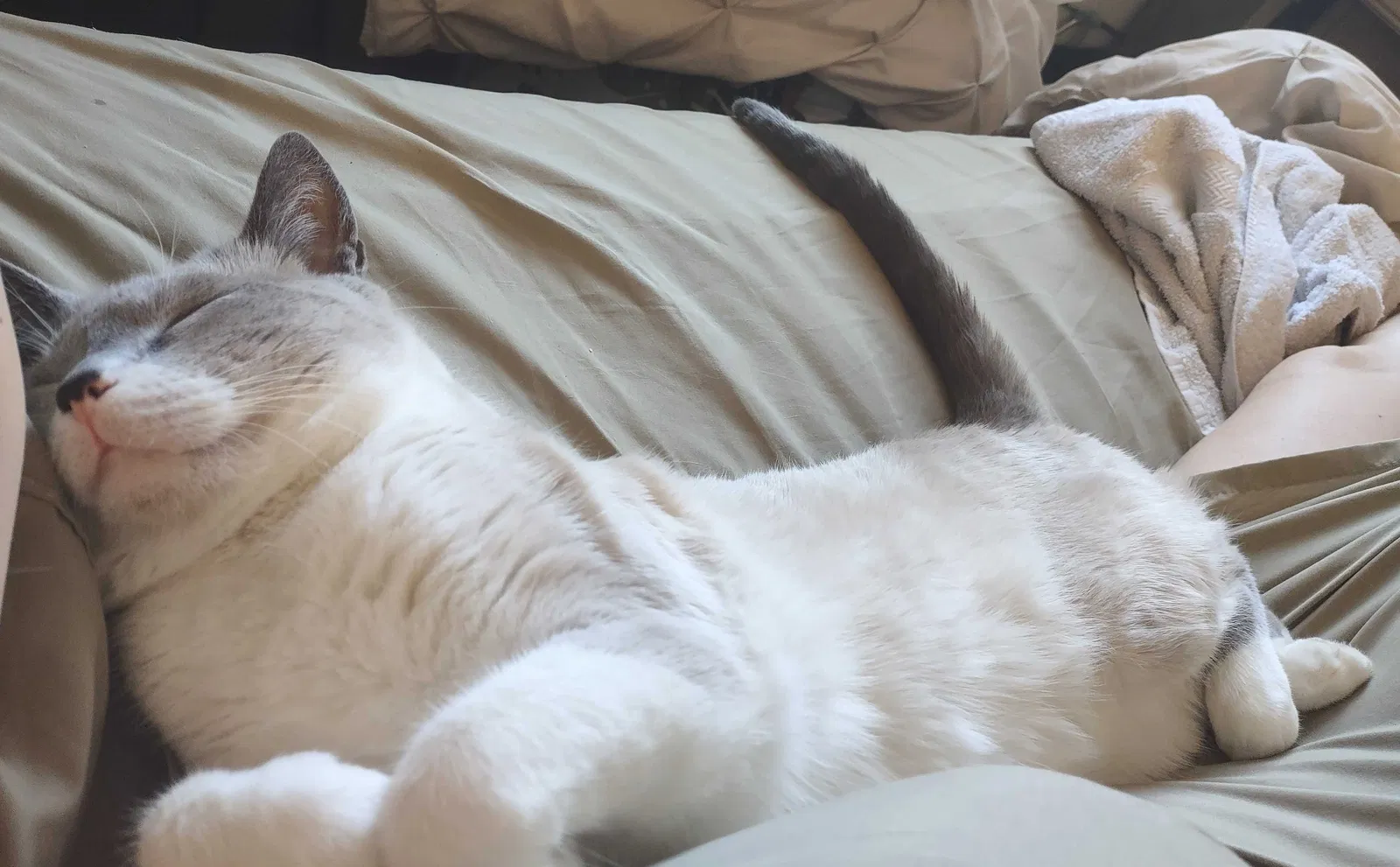 Lost cat in Fresno, CA, 93726