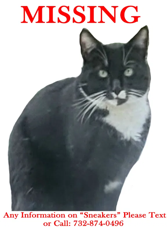 Lost cat in Kendall Park, NJ, 8824