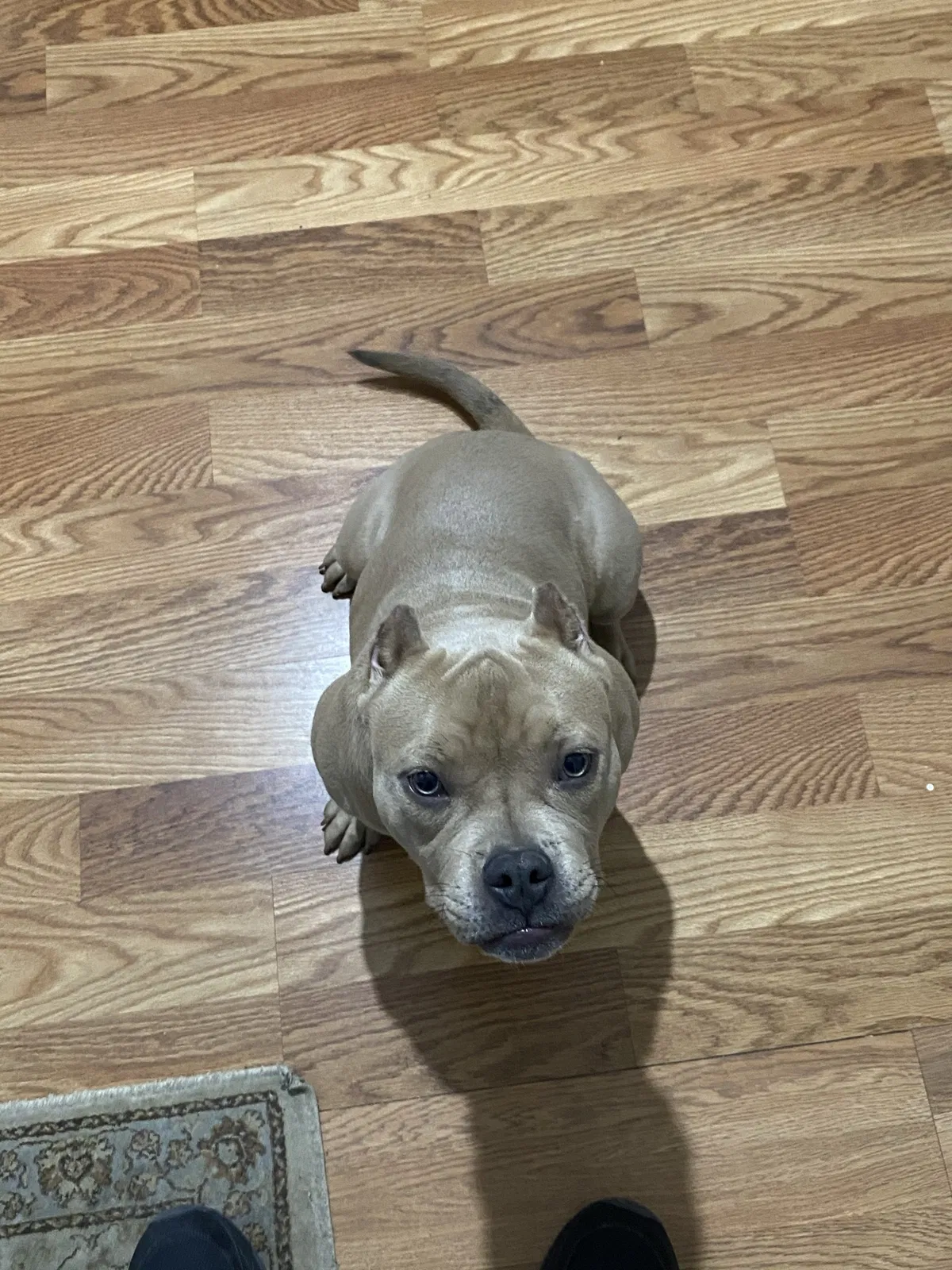 Lost dog in Lubbock, TX, 79403
