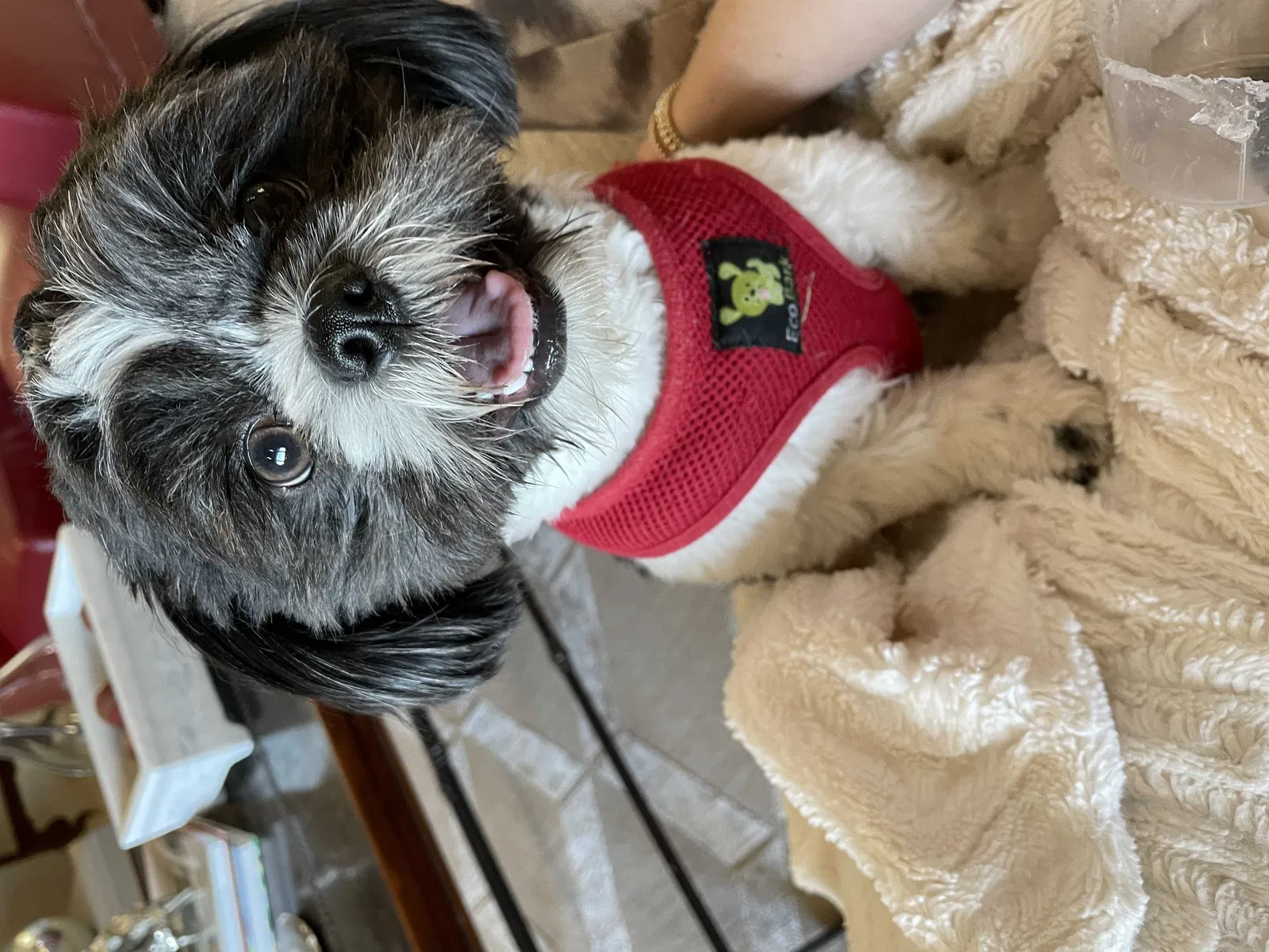 Lost dog in Austin, TX, 78730