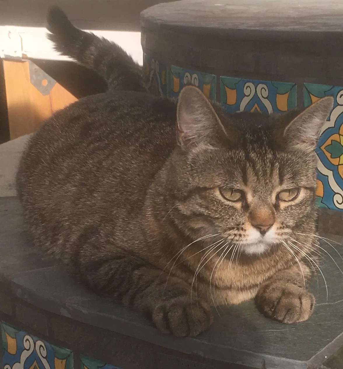 Lost cat in Santa Cruz, CA, 95062