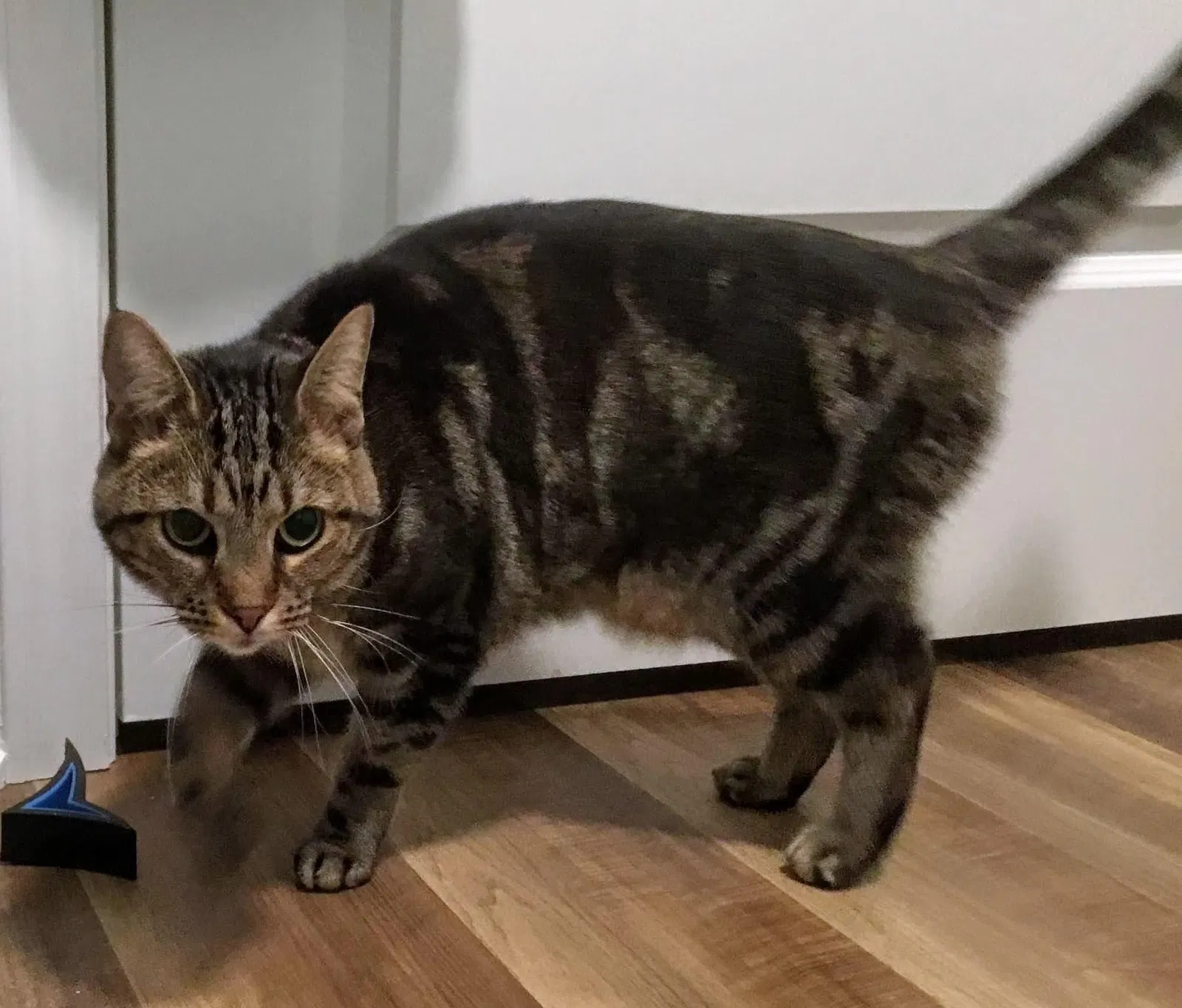 Lost cat in Westerville, OH, 43081