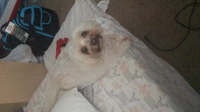 Lost dog in Oceanside, CA, 92058