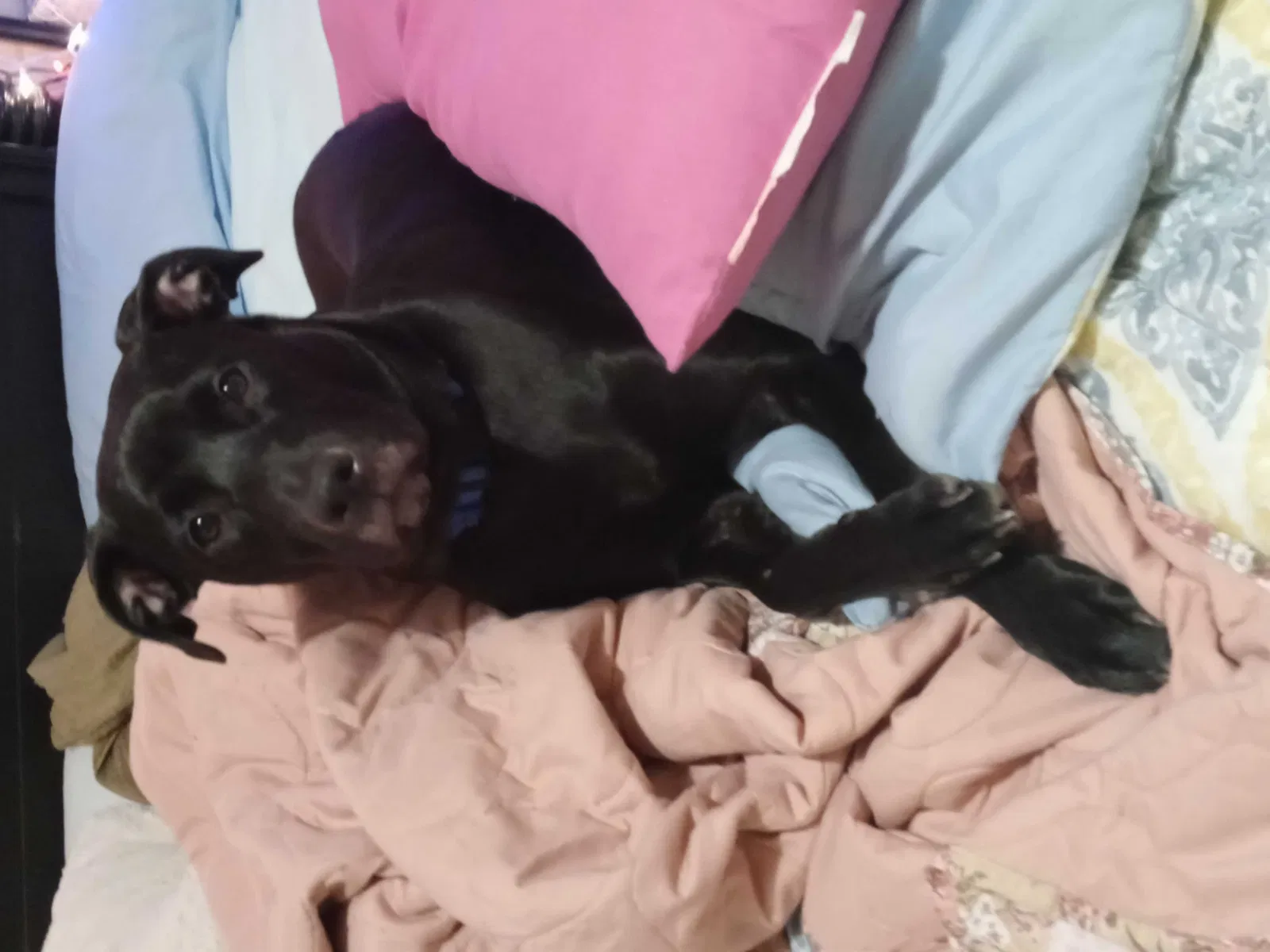 Lost dog in Magnolia, TX, 77355