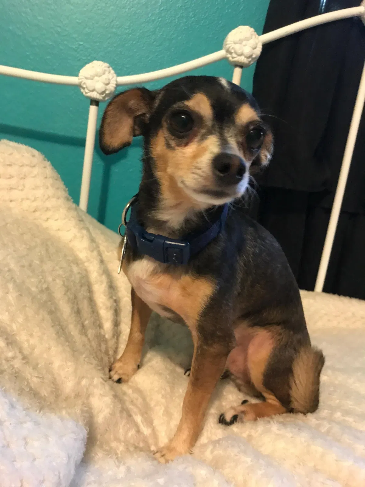Lost dog in Houston, TX, 77083