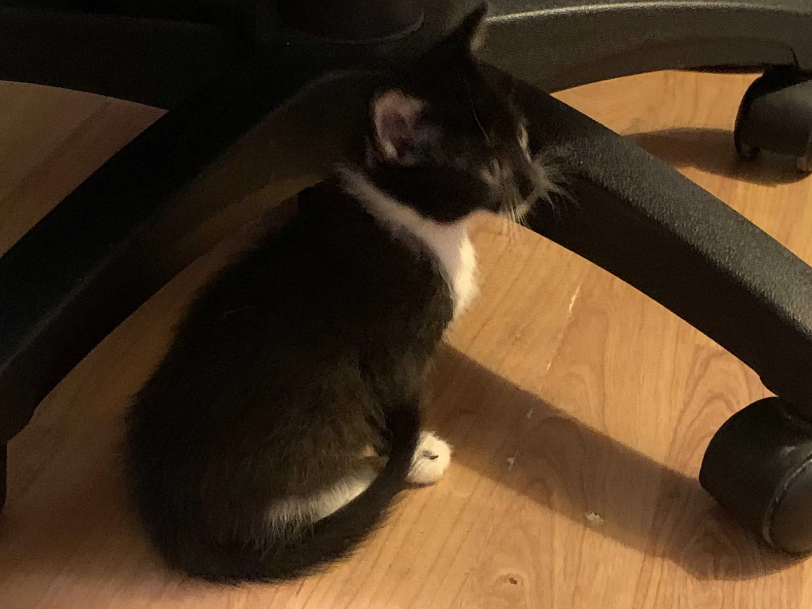 Found cat in New Port Richey, FL, 34652