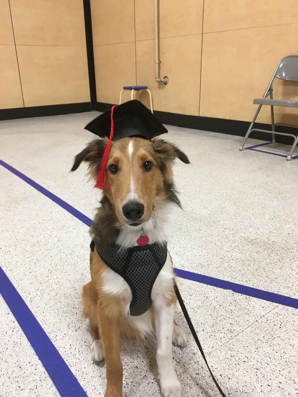 Lost dog in Milwaukee, WI, 53212